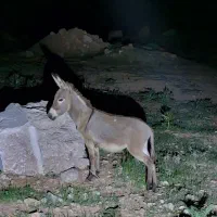 فروش کره خر یکساله