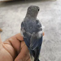 جوجه کوتوله دستی طوطی برزیلی|پرنده|بندرعباس, |دیوار