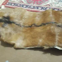 یک عدد پوست بز|گلیم، جاجیم، گبه|فردیس, منظریه|دیوار