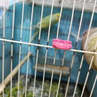 مرغ عشق|پرنده|زابل, |دیوار