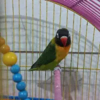 پرنده فروشی