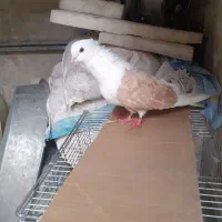 کفتر زینتی وپرشی