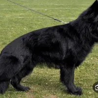 ژرمن بلک اصیل