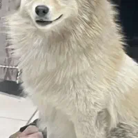 لطفا هر که این حیوون پیدا کرد خبر بده