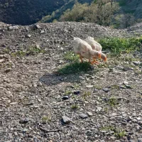 جوجه رنگی ۳ماه