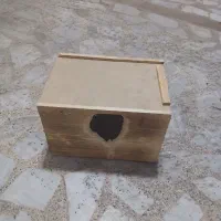 لونه طوطی عروس