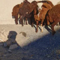 بره ماده جنس|حیوانات مزرعه|شازند, |دیوار