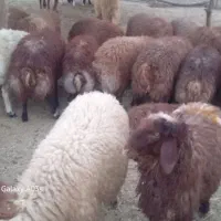 ۴۰راس بره