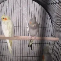 ۴ عدد عروس هلندی ۳ ماه به فروش میرسد|پرنده|رشت, سعدی (تختی)|دیوار