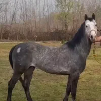 اسب نریان کرد