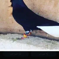 کبوتر گمشده