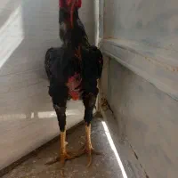 خروس لاری|حیوانات مزرعه|خمین, |دیوار