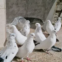 کبوتر دمبی|پرنده|میانه, |دیوار