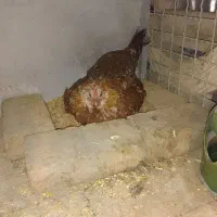 مرغ و خروس گلین|حیوانات مزرعه|کرج, شهرک نهال و بذر|دیوار