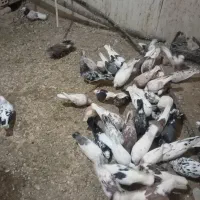 کفتر تهرانی|پرنده|بومهن, |دیوار