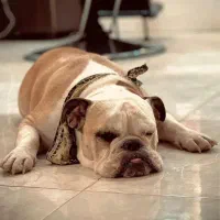 واگذاری سگ اینگیلیش بولداگ