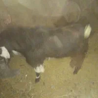 جبش مناسب ذبح