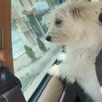 شیتزو ماده|سگ|اردبیل, |دیوار