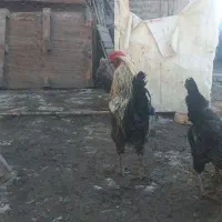 خروس گلین سلطان تاج وی گردن لخت