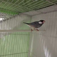 فنچ نرگسی ماده