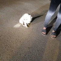 سگ خانگی|سگ|فامنین, |دیوار