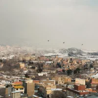 کبوتر شهرستانی پرشی|پرنده|بومهن, |دیوار