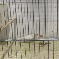 فنج زبرا|پرنده|اهواز, معین زاده|دیوار