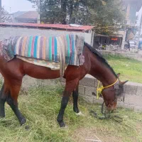 اسب دارم نجیب عرب کرد|اسب و تجهیزات اسبسواری|ماسال, |دیوار