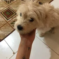 واگزاری سگ شیتزو