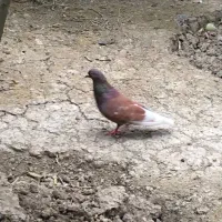 فروش کبوتر پرشی ساعتی قرمز، سبز و تلخ|پرنده|ساری, |دیوار