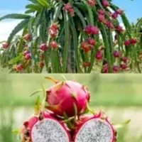 دراگون فروت. میوه اژدها. نهال قهوه. بلوبری|گل و گیاه طبیعی|شیراز, فرگاز|دیوار