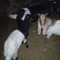 نربز بز ماده بزغاله ماده