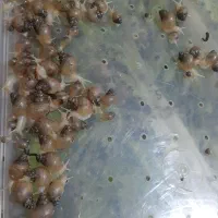 فروش بچه حلزون