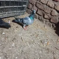 کبوتر مسافتی|پرنده|گنبد کاووس, |دیوار