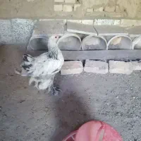 جوجه برهما