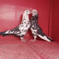 کبوترکوهستان