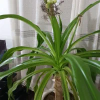 گل مادر|گل و گیاه طبیعی|شیراز, محراب|دیوار