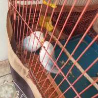 طوطی برزیلی