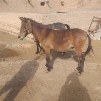 قاطر نر جوان درشت|حیوانات مزرعه|رامند, |دیوار