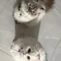 گربه بریتیش لانگ هیر|گربه|رشت, گلسار|دیوار