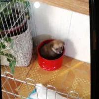 واگذاری فروش سگ پامر