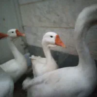 ۳ عدد غاز اکراینی