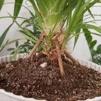 گل پاندالوس ۱۳ساله بنسای|گل و گیاه طبیعی|محمدشهر, شهرک چمران|دیوار