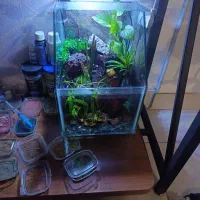 پالاداریوم