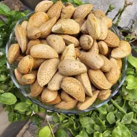 بادام شاهرودی دونه درشت درجه یک