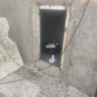 توقی سینه ای،اصفهانی ،ابلغ سبز زیبا|پرنده|مهریز, |دیوار