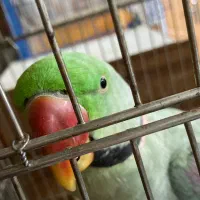 شاه طوطی نر