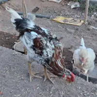 مرغ گلین طوسی گلین|حیوانات مزرعه|رفسنجان, |دیوار