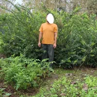 گل یاس عطری|گل و گیاه طبیعی|آستانه اشرفیه, |دیوار