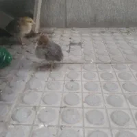 جوجه مرغ محلی